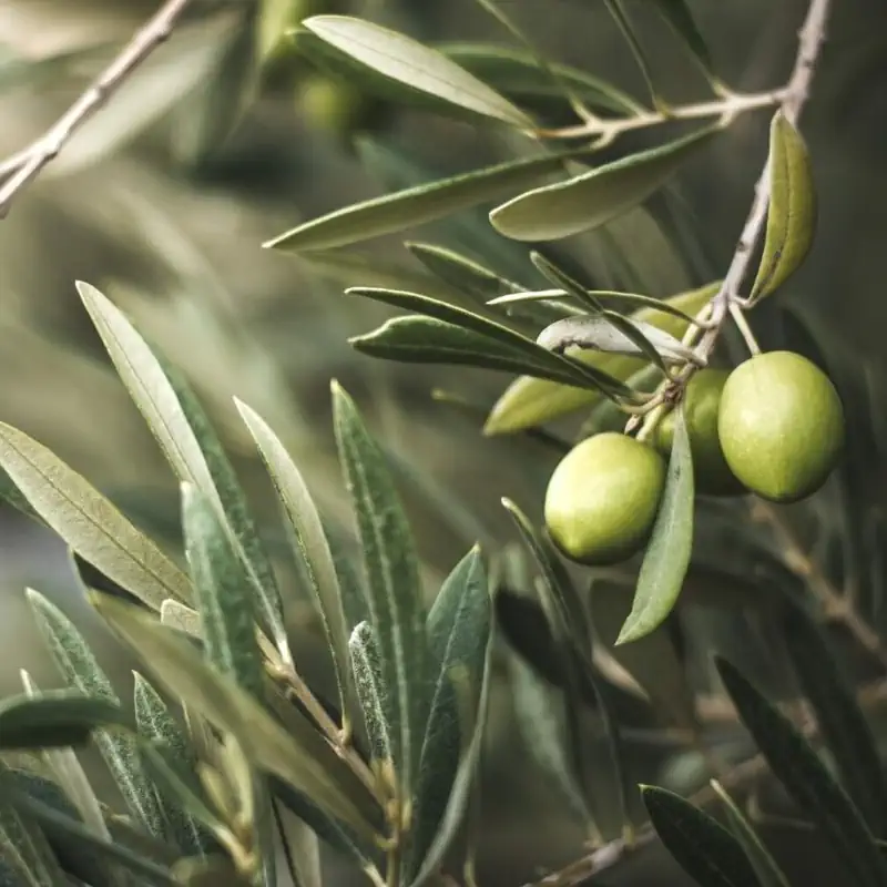 Cire d'olive pour bougie provençale